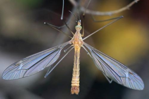 Réf. 243 845 : Tipula sp.